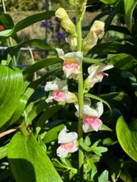 Antirrhinum majus 'Maryland appleblossom' seeds - (Snapdragon) - Image 2