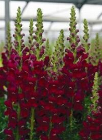 Antirrhinum majus 'Potomac Red Improved') seeds - (Snapdragon)