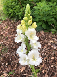 Antirrhinum majus F1 'Chantilly White' seeds - (Snapdragon)