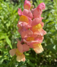 Antirrhinum majus 'F1 Rocket Series Bronze (AAS)' seeds - ( Snapdragon) - Image 2