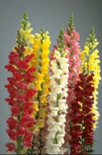 Antirrhinum majus 'Rocket F1 Series AAS winners Mix'