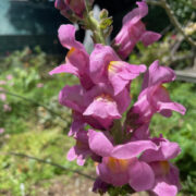 Antirrhinum majus 'F1 Rocket Series Orchid' seeds - (Snapdragon)