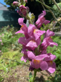 Antirrhinum majus 'F1 Rocket Series Orchid' seeds - (Snapdragon)