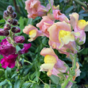 Antirrhinum majus 'Rust Resistant Giants Mix' seeds - ( Snapdragon)
