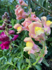 Antirrhinum majus 'Rust Resistant Giants Mix' seeds - ( Snapdragon)