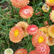 Helichrysum brachteatum  'Apricot Peach mix' seeds - ( Strawflower)
