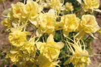 Aquilegia caerulea 'Sunshine ' seeds - ( Granny's bonnet, Columbine)