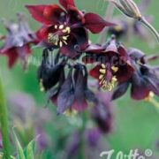 Aquilegia atrata seeds