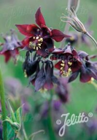 Aquilegia atrata seeds