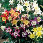 Aquilegia x hybrida 'McKana's Giant Mix' seeds - ( Granny's Bonnet)