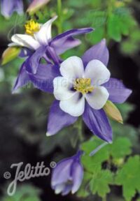Aquilegia F1-hybr. caerulea 'Swan Blue-White seeds - ( Virginia, Granny's bonnet)