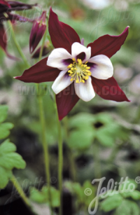 Aquilegia F1-hybr. caerulea 'Swan Burgundy-White' seeds - ( Granny's Bonnet, Columbine, Louisiana)