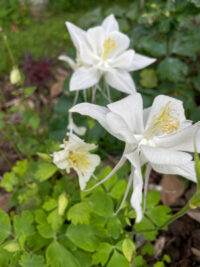 Aquilegia F1-hybr. caerulea 'Swan White' seeds - (Alaska, Granny's bonnet, Columbine)