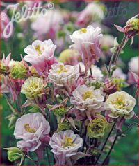 Aquilegia vulgaris 'Winky double Rose White' seeds - ( Granny's Bonnet)