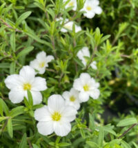 Arenaria montana seeds - (Avalanche ,  Snow White)