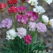 Armeria Maritima-Hybr. 'Ornament' seeds - ( Sea pink , Thrift)