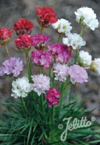 Armeria Maritima-Hybr. 'Ornament' seeds - ( Sea pink , Thrift)