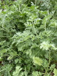 Artemisia absinthium seeds - ( Wormwood)