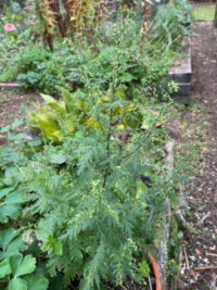Artemisia annua 'Sweet Annie'  seeds - ( Sweet wormwood)