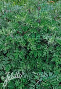 Artemisia vulgaris seeds - ( Mugwort)