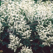 Aruncus aethusifolius (cold treated ) seeds - ( Dwarf Goat's Beard)