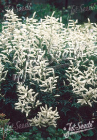 Aruncus aethusifolius (cold treated ) seeds - ( Dwarf Goat's Beard)
