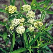Asclepias incarnata 'Ice Ballet' seeds - ( Monarch butterfly plant)