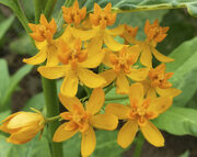 Asclepias curassavica 'Silky Gold' seeds - (Monarch butterfly plant )
