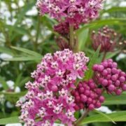 Asclepias incarnata 'Soulmate' seeds - (Swamp Milkweed, Monarch Butterfly flower)