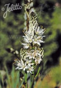 Asphodelus albus seeds - (White Asphodel)