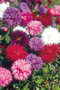 Aster callistephus chinensis 'Ostrich Plume Mix - Kew Collection' seeds