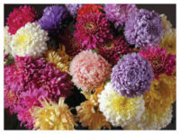 Aster callistephus chinensis 'Duchess Mixed' seeds