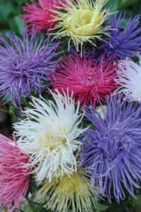 Aster callistephus chinensis 'Spider Chrysanthemum Mixed' seeds