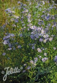 Aster azureus plants