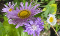 Aster callistephus chinensis  'Crego Giant Mix' seeds