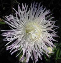 Aster callistephus chinensis 'Giant Ray White' seeds - (Giant Quilled Aster)
