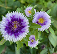 Aster callistephus chinensis lilliput 'Blue Moon' seeds