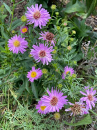 Aster novi-belgii seeds