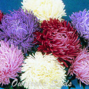 Aster callistephus chinensis 'Tiger Paw Sea Star Mix' seeds