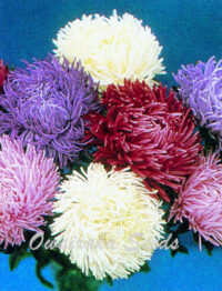 Aster callistephus chinensis 'Tiger Paw Sea Star Mix' seeds