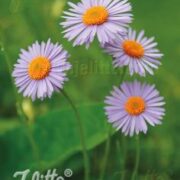Aster tongolensis 'Wartburg Star' seeds - (East Indies Aster)