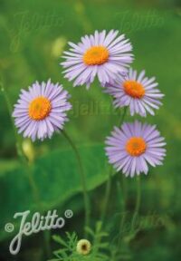 Aster tongolensis 'Wartburg Star' plants