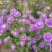 Aster callistephus chinensis 'Lilliput Blue Moon' seeds
