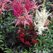 Astilbe Arendsii hybrid 'Bunter Zauber' seeds