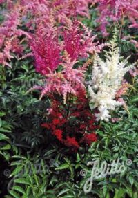 Astilbe Arendsii hybrid 'Bunter Zauber' seeds