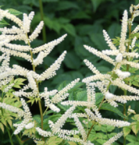 Astilbe chinensis 'White Cloud' seeds - (False Goats Beard)