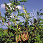 Astragalus membranaceous var. mongholicus 'BLBP 04' seeds -  (Chinese Milkvetch)