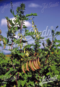 Astragalus membranaceous var. mongholicus 'BLBP 04' seeds -  (Chinese Milkvetch)