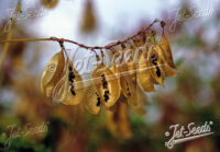 Astragalus membranaceous var. mongholicus 'BLBP 04' seeds -  (Chinese Milkvetch) - Image 2