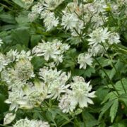 Astrantia major seeds - (Great Masterwort)
